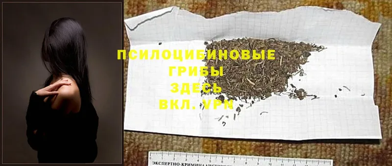 Псилоцибиновые грибы Psilocybine cubensis  Межгорье 